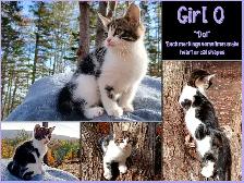 Half Maine Coon Kittens. READY NOW! - Photo 8