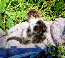 Half Maine Coon Kittens. READY NOW! - Photo 9