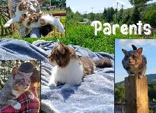 Half Maine Coon Kittens. READY NOW! - Photo 10
