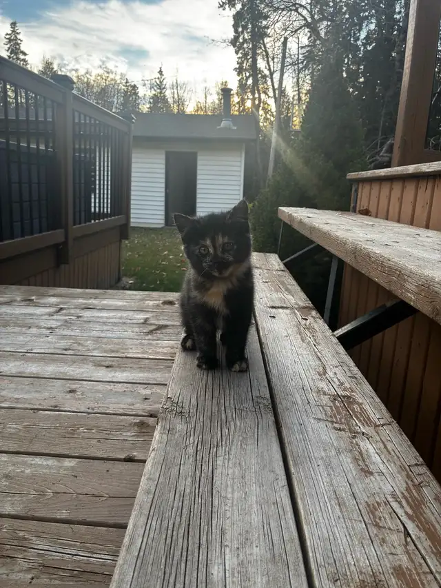 12 week old female kitten ready for new home