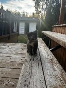 12 week old female kitten ready for new home