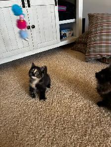 12 week old female kitten ready for new home - Photo 2