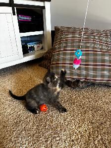 12 week old female kitten ready for new home - Photo 3