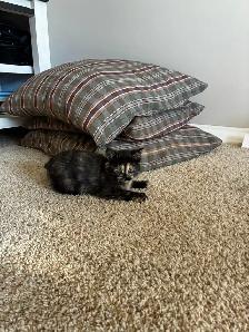 12 week old female kitten ready for new home - Photo 4