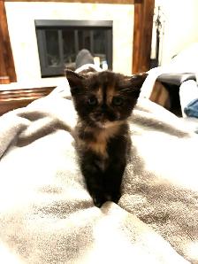 12 week old female kitten ready for new home - Photo 5