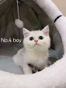 @@ Silver shaded British shorthair kittens 2 months @@ - Photo 2