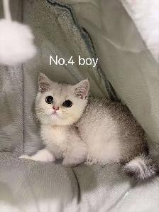 @@ Silver shaded British shorthair kittens 2 months @@ - Photo 3