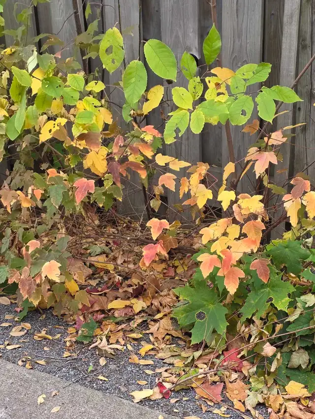 leaf raking of yards