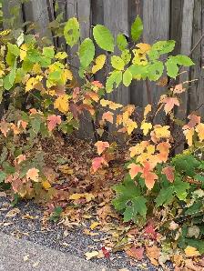 leaf raking of yards