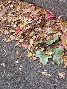leaf raking of yards - Photo 2