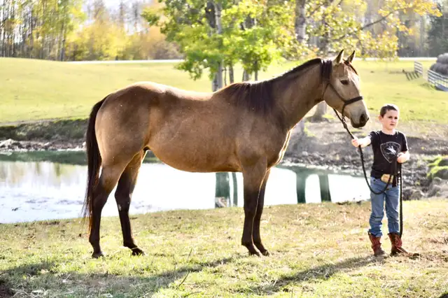 2022 Bucksin AQHA GELDING CBHI BEI