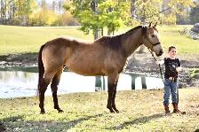2022 Bucksin AQHA GELDING CBHI BEI