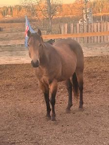2022 Bucksin AQHA GELDING CBHI BEI - Photo 2