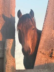 2022 Bucksin AQHA GELDING CBHI BEI - Photo 3