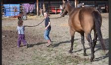 2022 Bucksin AQHA GELDING CBHI BEI - Photo 4