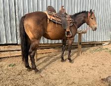 2022 Bucksin AQHA GELDING CBHI BEI - Photo 6