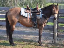 2022 Bucksin AQHA GELDING CBHI BEI - Photo 7