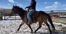 2022 Bucksin AQHA GELDING CBHI BEI - Photo 9