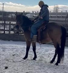2022 Bucksin AQHA GELDING CBHI BEI - Photo 10
