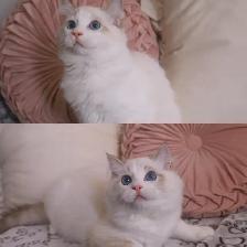 Aborable seal Lynx bicolor ragdoll kittens