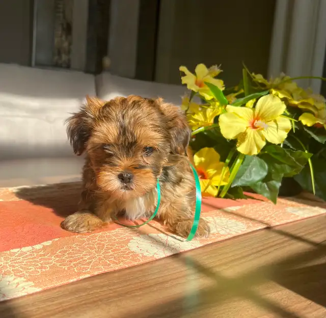 Shorkie ( Shihtzu / Yorkshire )