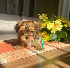Shorkie ( Shihtzu / Yorkshire )