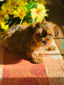 Shorkie ( Shihtzu / Yorkshire ) - Photo 2