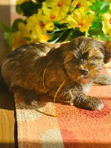 Shorkie ( Shihtzu / Yorkshire ) - Photo 3