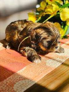 Shorkie ( Shihtzu / Yorkshire ) - Photo 4