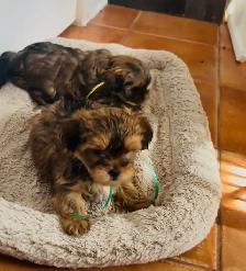 Shorkie ( Shihtzu / Yorkshire ) - Photo 5