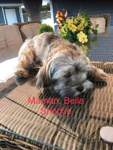 Shorkie ( Shihtzu / Yorkshire ) - Photo 6