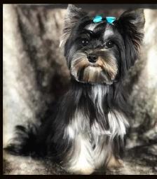 Shorkie ( Shihtzu / Yorkshire ) - Photo 7