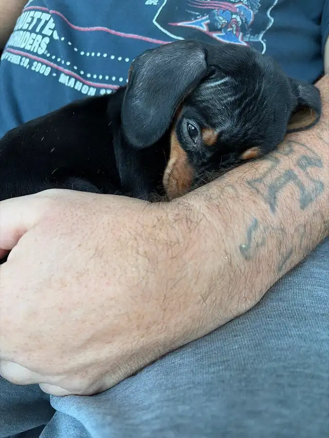 Adorable Miniature Puppies