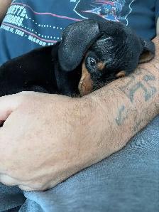 Adorable Miniature Puppies