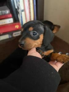 Adorable Miniature Puppies - Photo 2