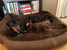 Adorable Miniature Puppies - Photo 3