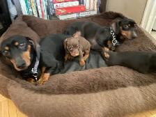 Adorable Miniature Puppies - Photo 4