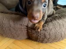 Adorable Miniature Puppies - Photo 5