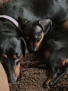 Adorable Miniature Puppies - Photo 6