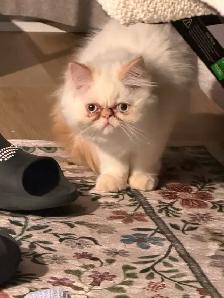Magnifique chaton himalayen 3 mois a donner - Photo 2