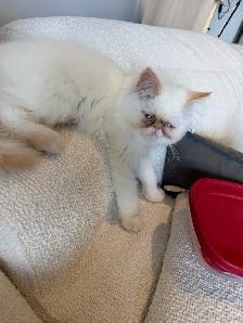 Magnifique chaton himalayen 3 mois a donner - Photo 3