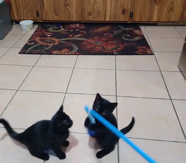 Free all black Kittens.   Just in time for Halloween