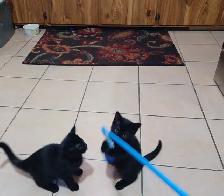 Free all black Kittens.   Just in time for Halloween