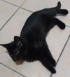 Free all black Kittens.   Just in time for Halloween - Photo 2