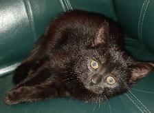 Free all black Kittens.   Just in time for Halloween - Photo 3