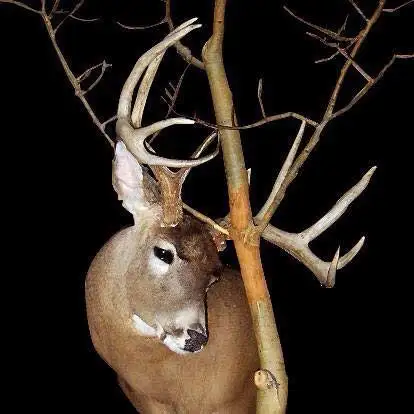 For all your taxidermy need’s