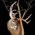 For all your taxidermy need’s