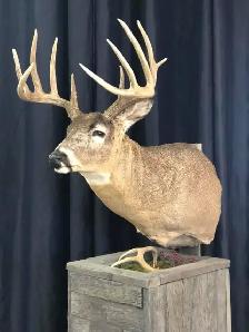 For all your taxidermy need’s - Photo 2