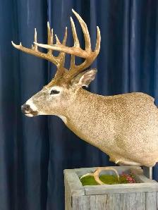 For all your taxidermy need’s - Photo 3