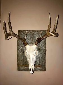 For all your taxidermy need’s - Photo 5